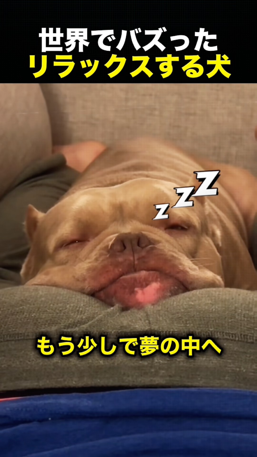 リラックスしている犬 Dog completely relaxed on its owner but then, the next moment