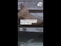 'Chonkers,' the giant sea lion stealing hearts at San Francisco's Pier 39