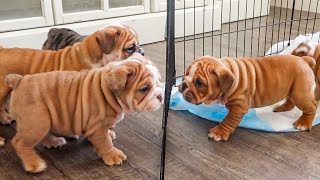 PLAYFUL ENGLISH BULLDOG PUPPIES!!