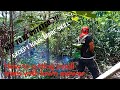 How to cutting small trees with lawn mower.
