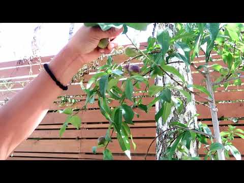 Video: Potted Nectarine Tree Care - Cara Menanam Pohon Nektarin Dalam Pot