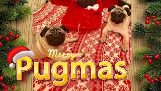 Pugs & Presents- Merry Pugmas