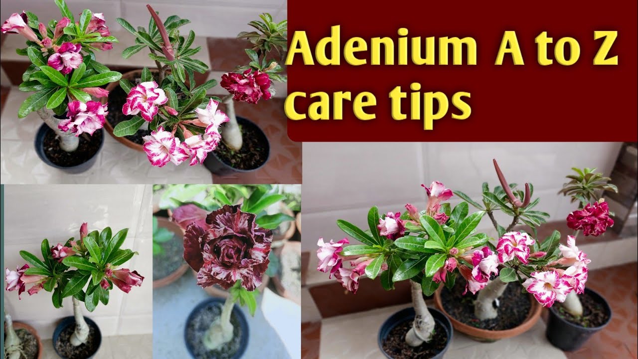 Adenium plant ki A to Z care tips in summer. pot selection/watering and ...