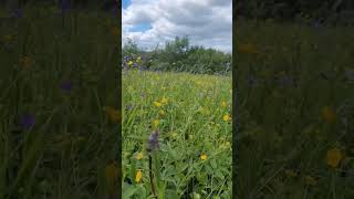 Алтай. Цветение #алтай2024 #altai #природа #алтайскийкрай #nature #алтай #горныйалтай #barnaul22