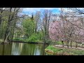 Санкт-Петербург. Цветет сакура