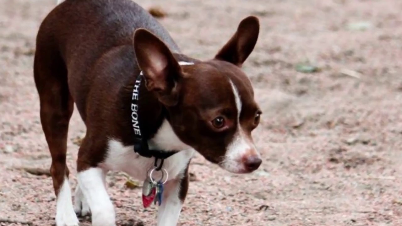 Cutie Chihuahua COOPER is a Real little Star at Talent Hounds Audition