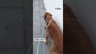 Köpek Gezdirerek Iphone 16 Pro Alıyorum.1.Gün