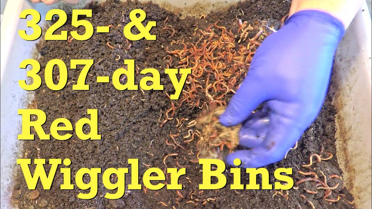 Buddy red wiggler worm bins, very near harvest, get 30th & 24th