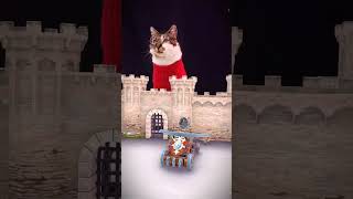 Aidez-moi à battre Jean le chat !