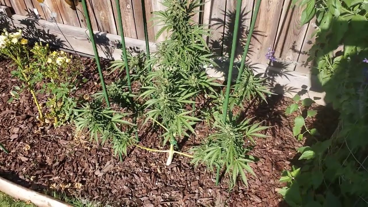 That auto flower (collidall silver) did not work. Cotton candy kush Auto