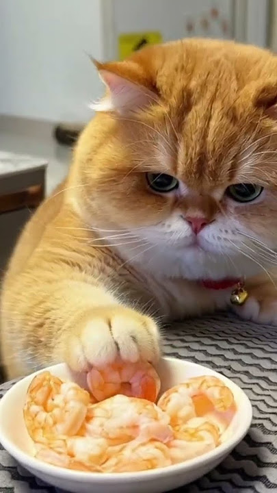 oyen embul #cat #cute #cutecat #kucinglucu