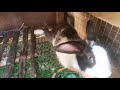Rabbit farm update new member of the family allovely bongkydaexplorerrabbitfarm
