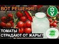 ТОМАТЫ ПЛОХО ПЕРЕНОСЯТ ЖАРУ? СДЕЛАЙТЕ ЭТО И ВСЕ БУДЕТ ХОРОШО!