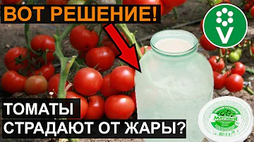 ТОМАТЫ ПЛОХО ПЕРЕНОСЯТ ЖАРУ? СДЕЛАЙТЕ ЭТО И ВСЕ БУДЕТ ХОРОШО!