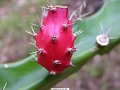 TOP FLORES DE CACTUS Y CACTUS MAS BONITOS DEL MUNDO