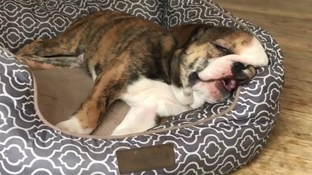 Rescue Little Hydrocephalus Puppy Miracle Transformation YouTube