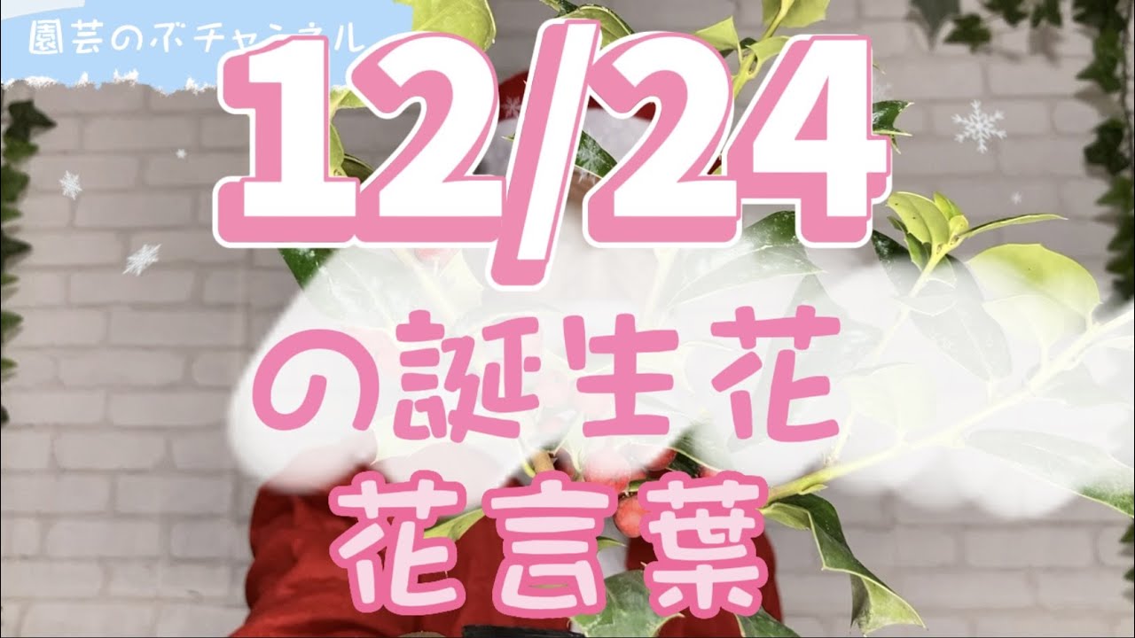 12 24の誕生花と花言葉 園芸のぶチャンネル １２月 ２４日 ガーデニング 雑学 トリビア クリスマスホーリー Youtube