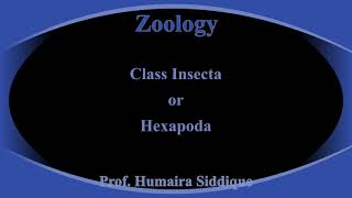 Class Insecta or Hexapoda: XI Sc.|Prof.Humaira Siddique
