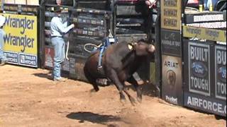 Bull 178 Thackerville 2011 08 01 05 15 51