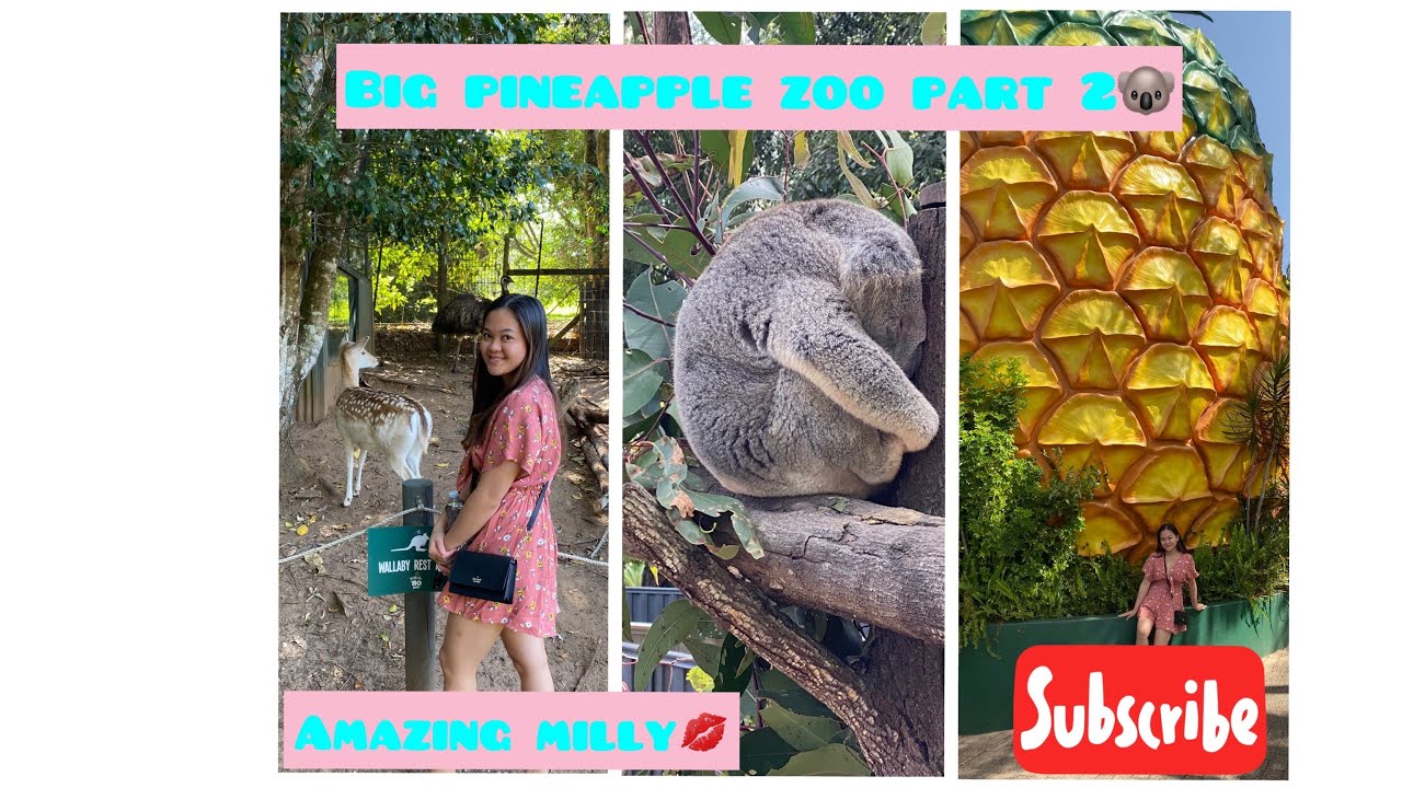 At Big Pineapple Zoo 🐨