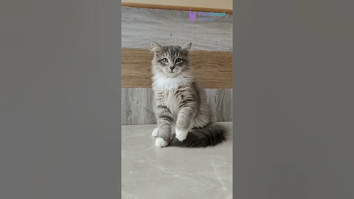 Video 11488291: tabby siberian, siberian male kitten, siberian boy, sweet siberian, blue spotted tabby, siberian playing