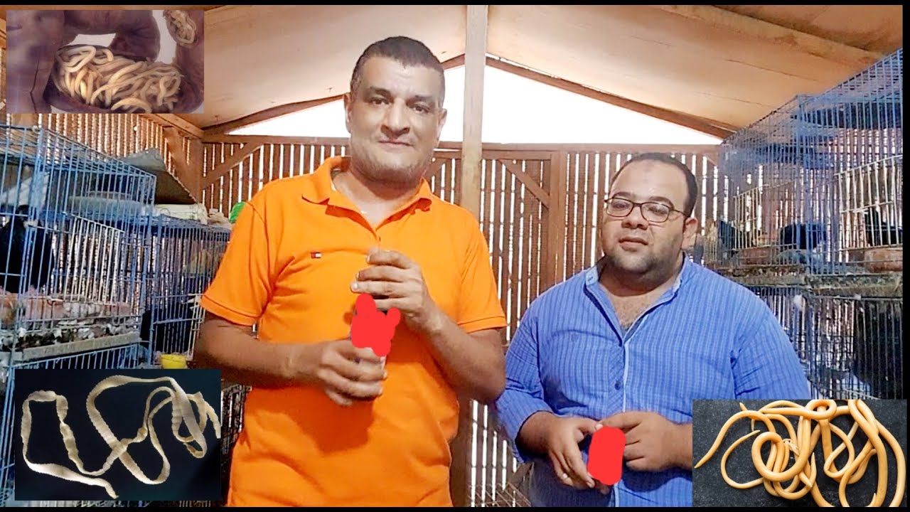 الديدان خطيرة جدا على الطيور #حمام #عصافير #بغبغانات  إقضي عليها بطريقة واحدة وانت قاعد بتشرب شاي