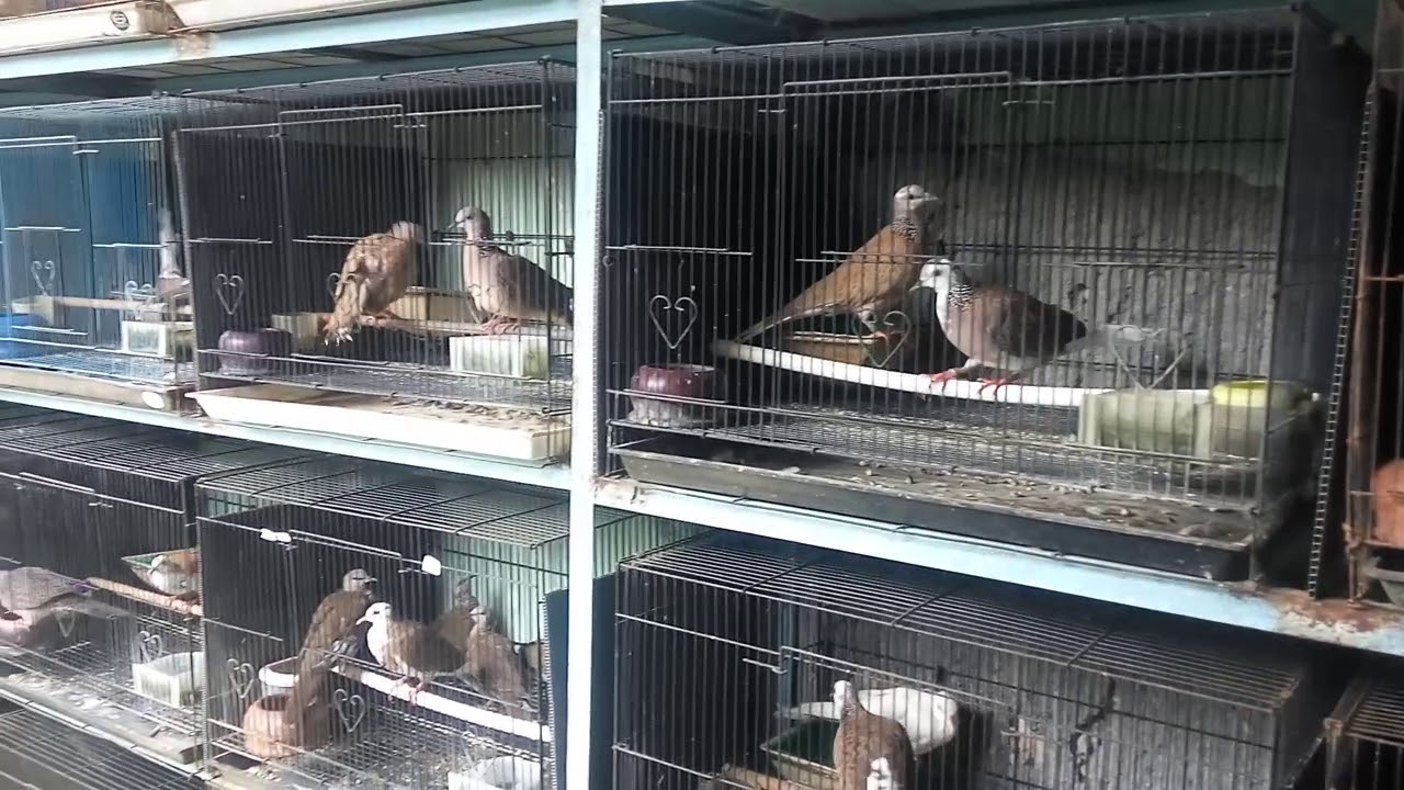 Penangkaran Burung Tekukur 