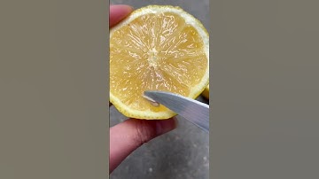 How to grow tons of lemons in a pot. 3 years passes by quick, promise 🍋 #howtowithjessie