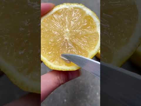 Video: What Is A Bush Lemon - How To Grow A Bush Citron Plant