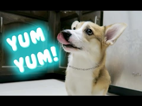CORGI PUPPY EATING RAW RABBIT FOR DINNER - YouTube