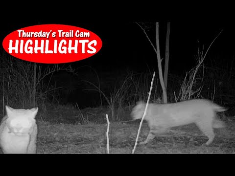 Pair of Prowling Bobcats, Herd of Deer, and a Good Mouser: Thursday''s Trail Cam Highlights: 1.19.23