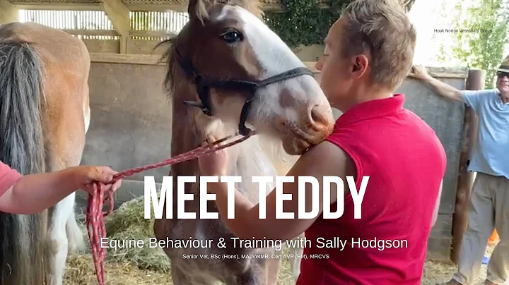 Equine Behaviour & Training with Sally Hodgson, Se...