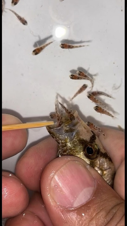 This is how living goby give birth 🐬💪❤️🐳 #fish #dolphin #fishvideo