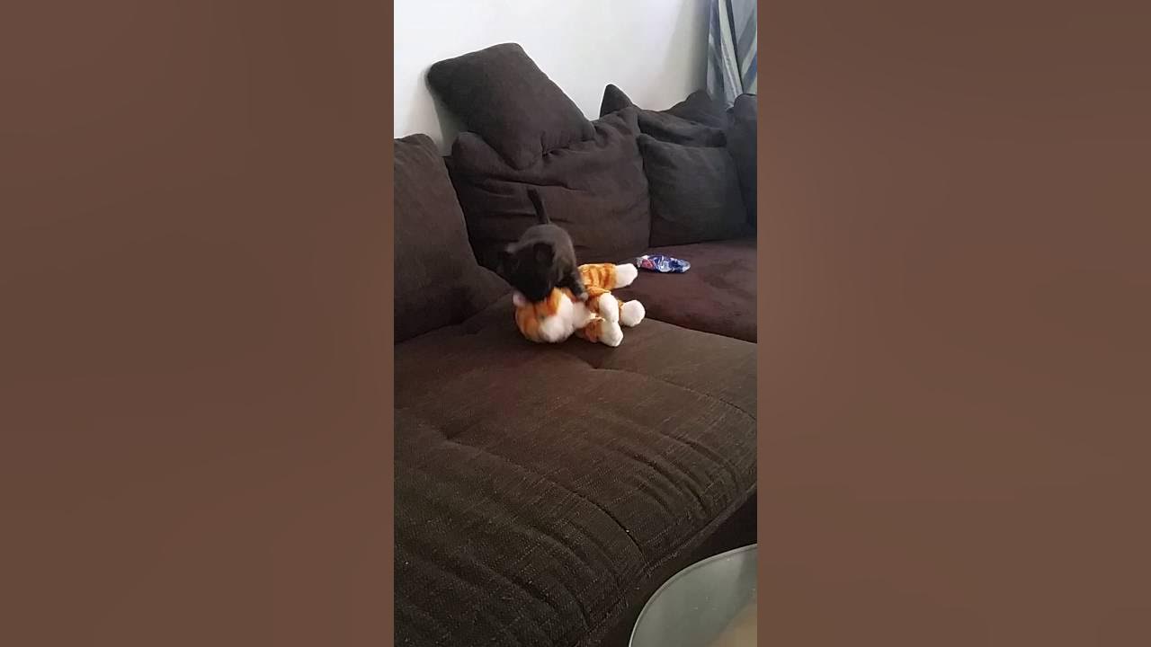 Chihuahua Welpe dreht durch YouTube