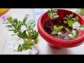 How to propagate periwinklevincasadabahar from seed baby plant stem cuttings in soil and water