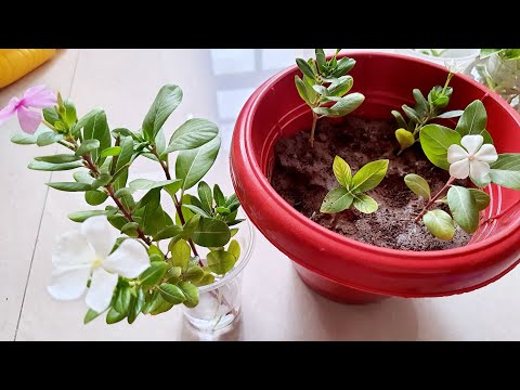 How to Propagate Periwinkle/Vinca/Sadabahar from Seed, Baby Plant, Stem Cuttings in Soil and Water