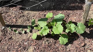 Pumpkin Patch S12 5/29/23