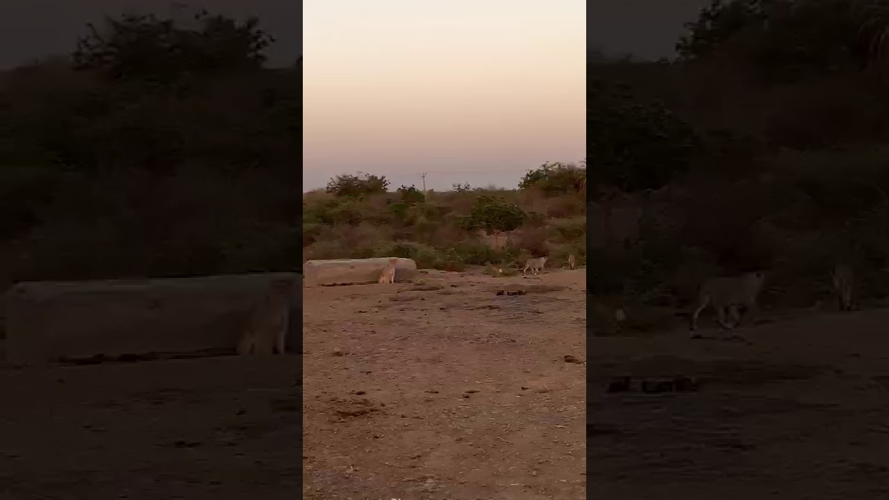 Biggest Lion Group of Bruhad Gir