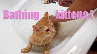 Shower for cats//Wash kittens//Bathroom for kittens//Cat bathing in water!