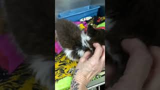 8 Week Old Kitten In Agony With Her Jaw Degloved