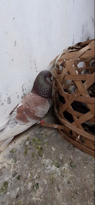 Suara bekur burung dara jantan #shorts #suarabekurmerpati #suarabekurdara #merpatibekur