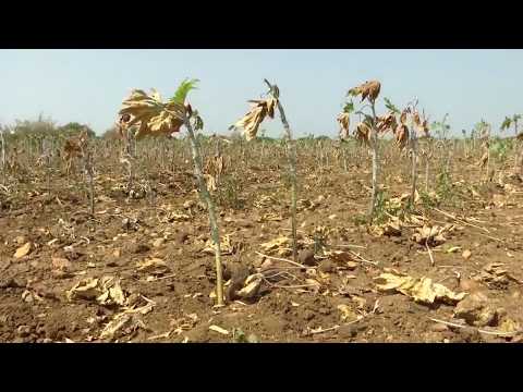 Crops Wither Across the State Due to El Niño Effect - Severe Impact on 2.44 Lakh Hectares