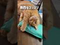 氷まくら大好き♡猫さん