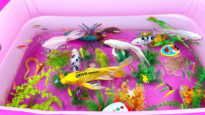 Let's explore what fish and sea creatures there are:sharks,jellyfish#goldfish#animals#viral videos