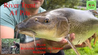 Barbel Fishing River Trent A1 Pits (session6)(suicidesheep)