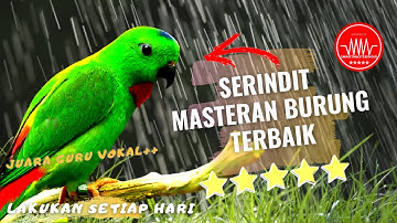 serindit gacor pancingan - Burung Masteran terbaik