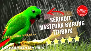 Download Mp3 serindit gacor pancingan - Burung Masteran terbaik Gudang lagu Download Mp3 serindit gacor pancingan - Burung Masteran terbaik