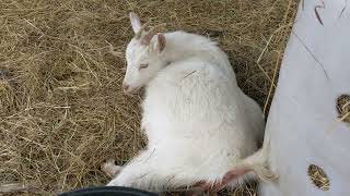 Goat Giving Birth - Hands-On Goat Husbandry and Butchering Classes at Old School Survival Boot Camp