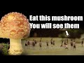 Why eating these mushrooms will make you see mysterious tiny people