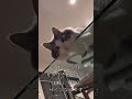 猫の仰向け率が上がる方法#shorts #へそ天#仰向け